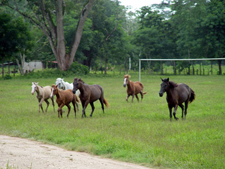 Belize-Interior-Trailblazer Jungle Ride